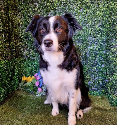 Mucky Pupz Dog & Cat Grooming Doncaster