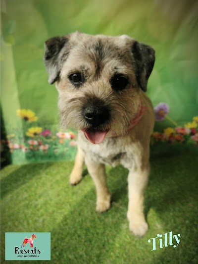 Grooming Van Image