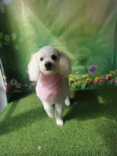 Grooming Van Image