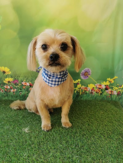 Grooming Van Image