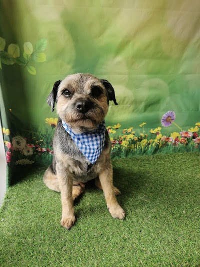 Rascals Dog Grooming