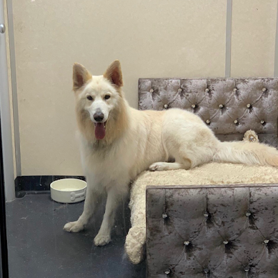Grooming Van Image