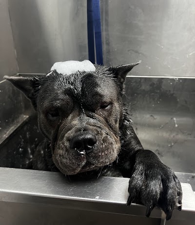 Grooming Van Image