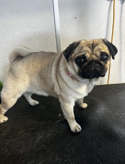 Grooming Van Image