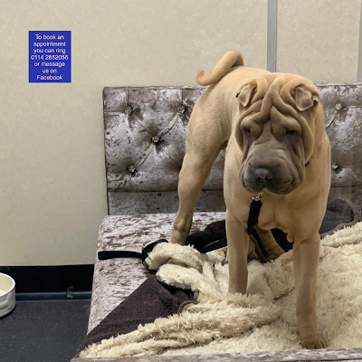 Grooming Van Image