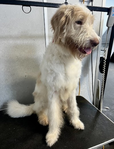 Real Pet Groomers
