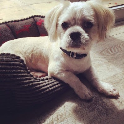 Grooming Van Image