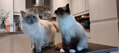 Grooming Van Image