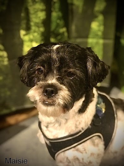 Grooming Van Image