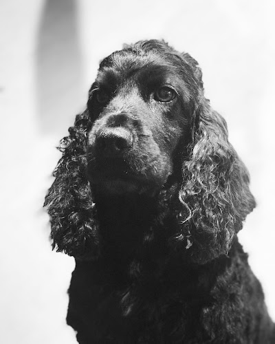 Grooming Van Image