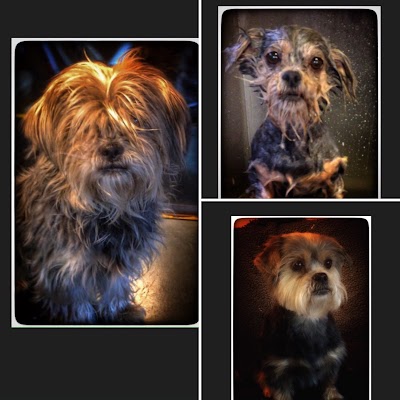 Grooming Van Image