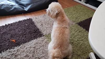 Grooming Van Image