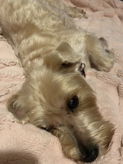 Grooming Van Image