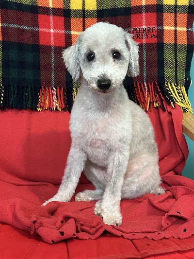 Grooming Van Image