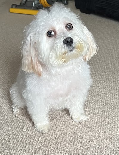 Grooming Van Image