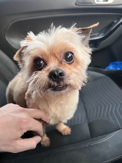 Grooming Van Image