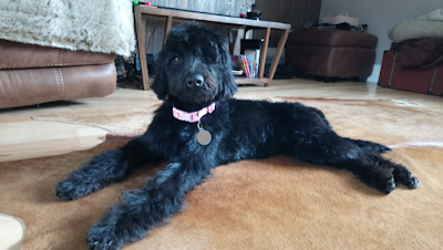 Grooming Van Image