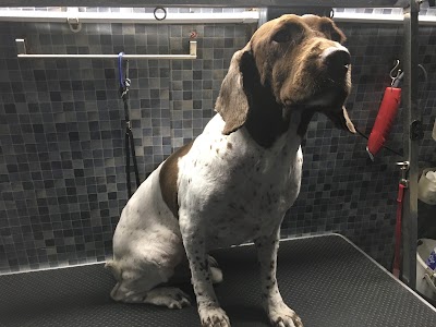 Grooming Van Image