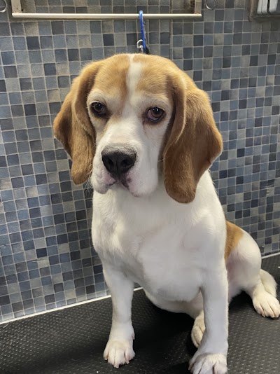 Grooming Van Image