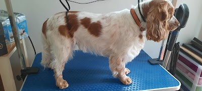 Grooming Van Image