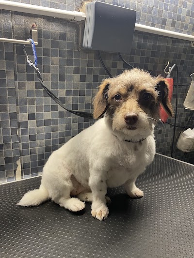 Grooming Van Image