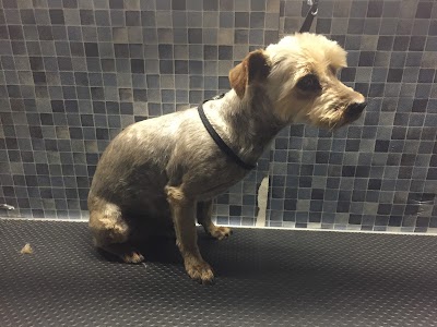 Zoom N Groom Mobile Dog Grooming